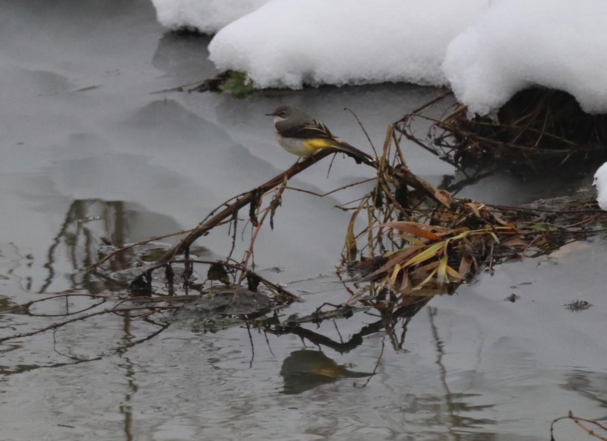 Gray Wagtail - ML628008801