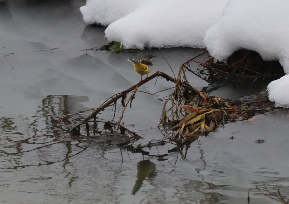 Gray Wagtail - ML628008802