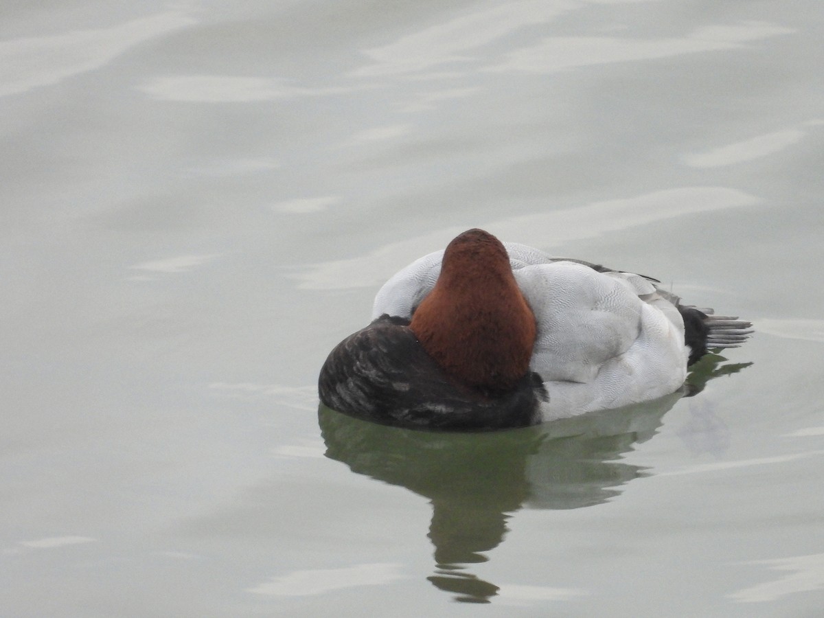 Common Pochard - ML628008818