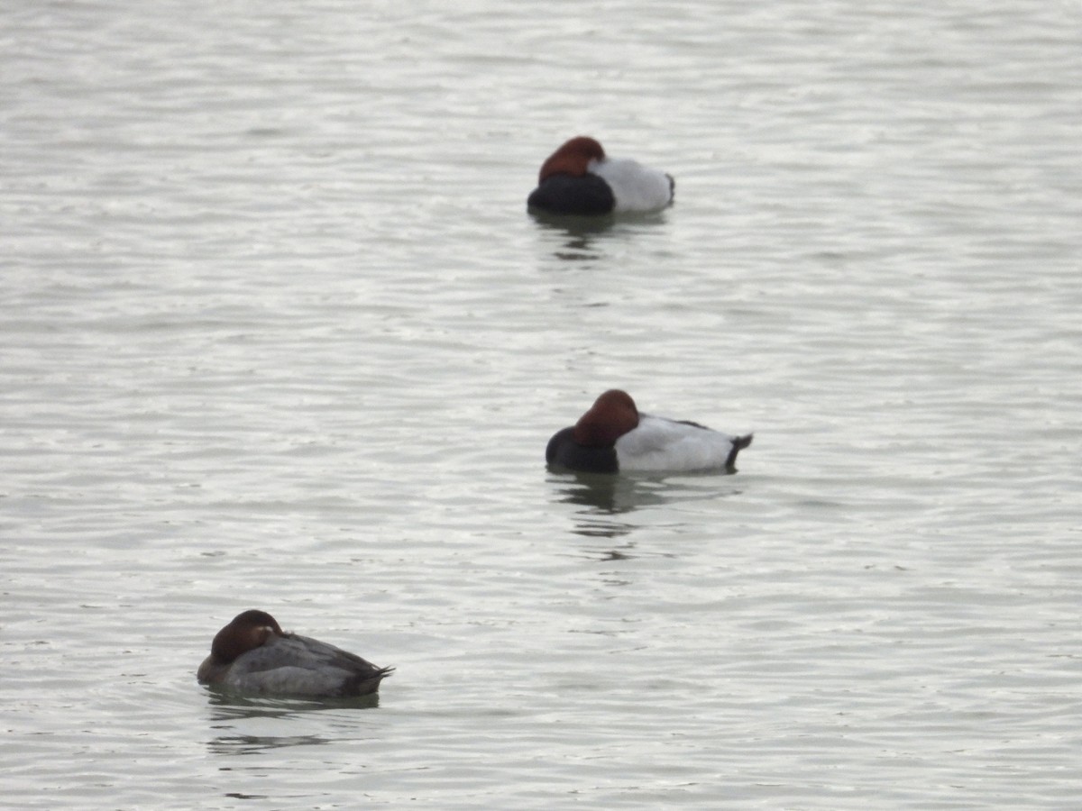 Common Pochard - ML628008825