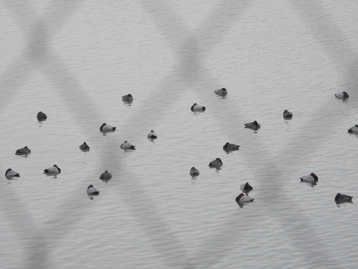 Common Pochard - ML628008837