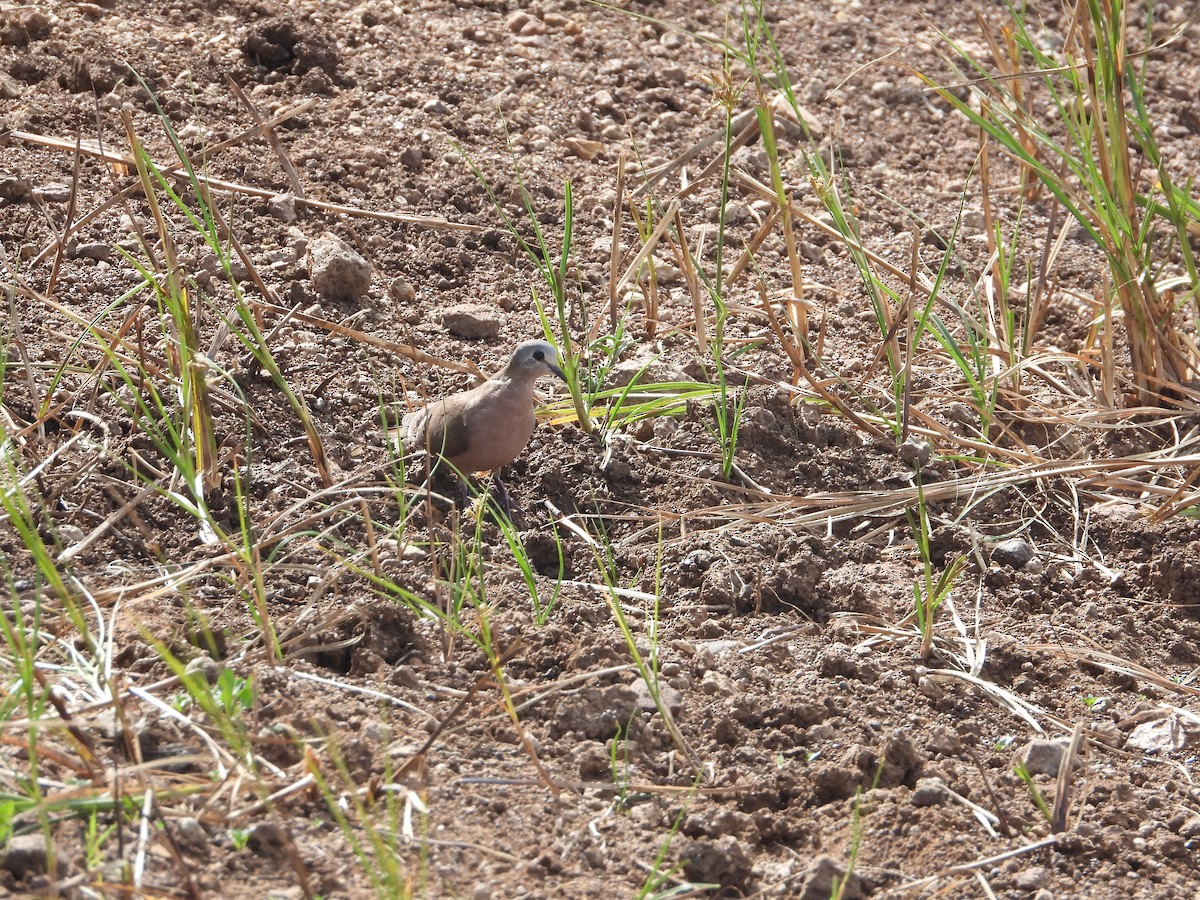 Emerald-spotted Wood-Dove - ML628008873