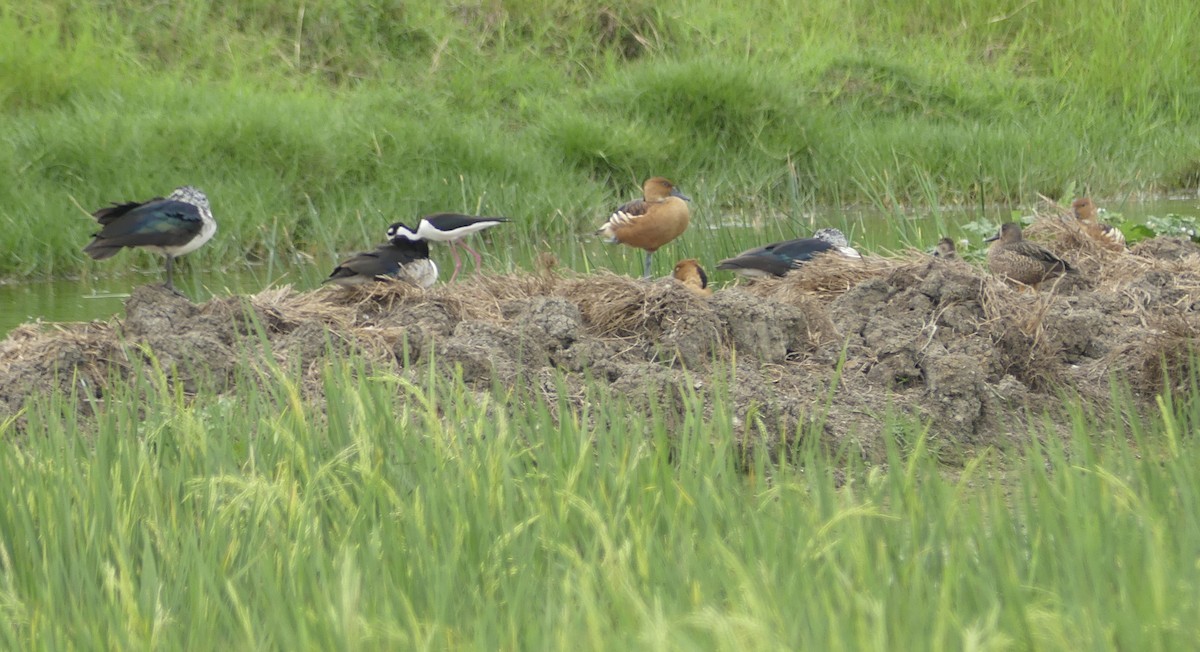 Fulvous Whistling-Duck - ML628008888