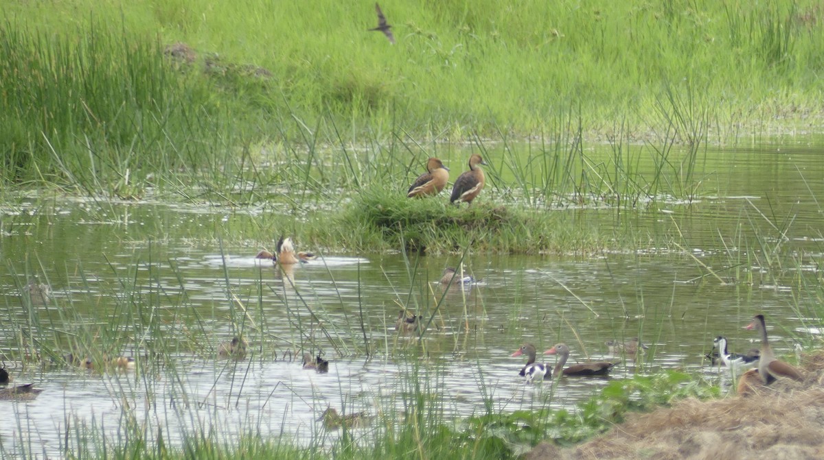 Fulvous Whistling-Duck - ML628008889