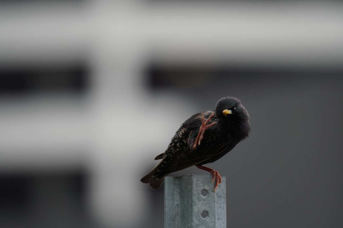 European Starling - ML628008936