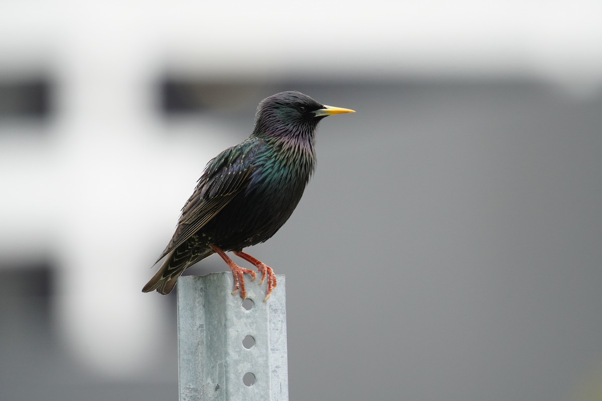 European Starling - ML628008937