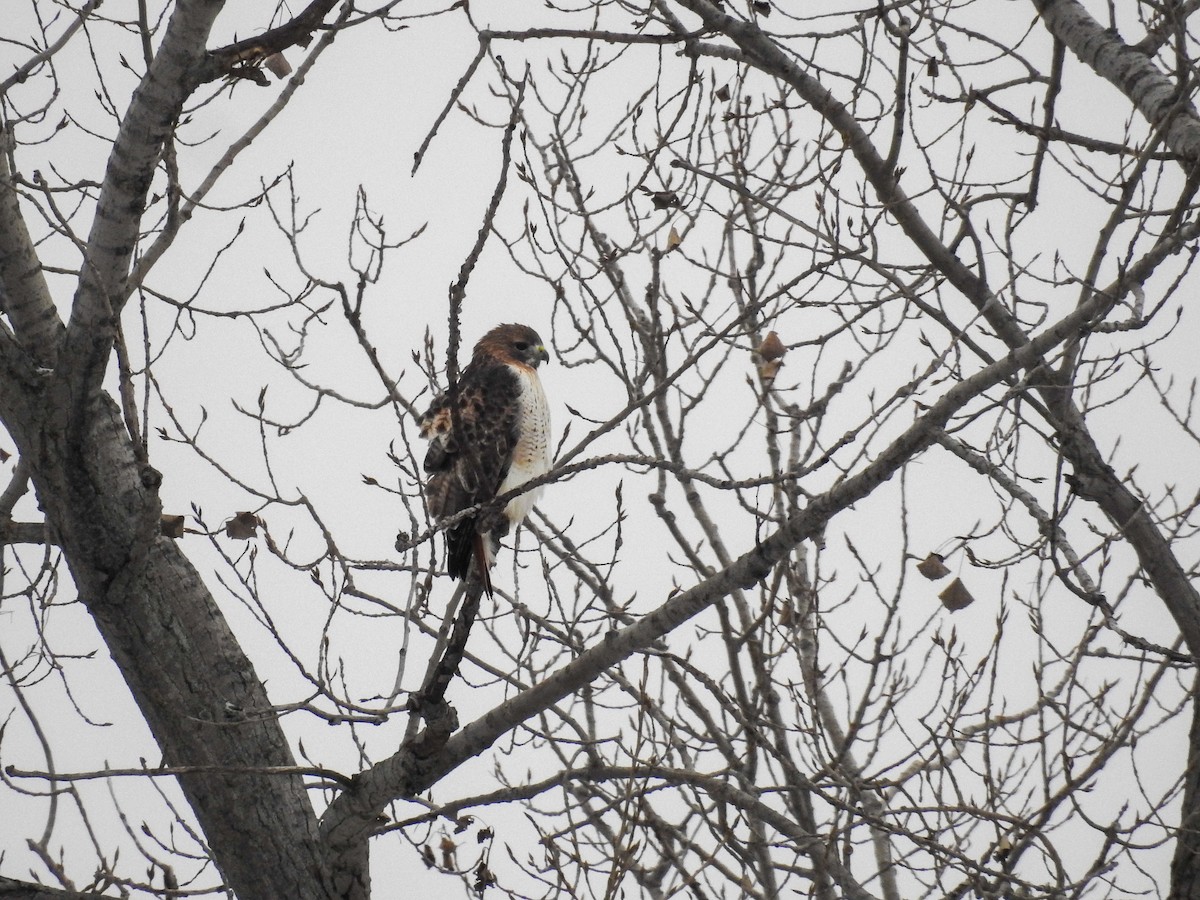 Red-tailed Hawk - ML628008951