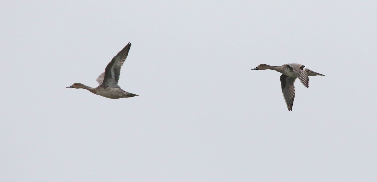 Northern Pintail - ML628008962