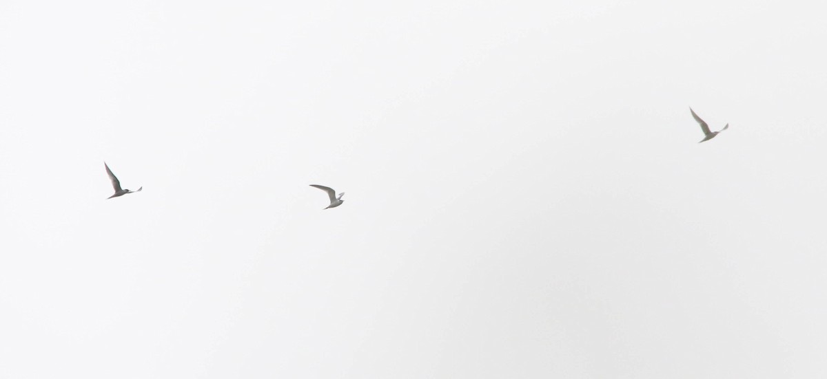 Common Tern - ML628008970