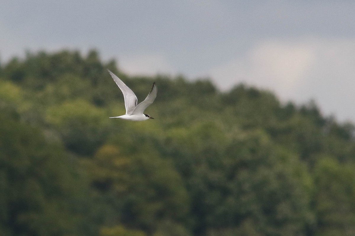 Common Tern - ML628008971