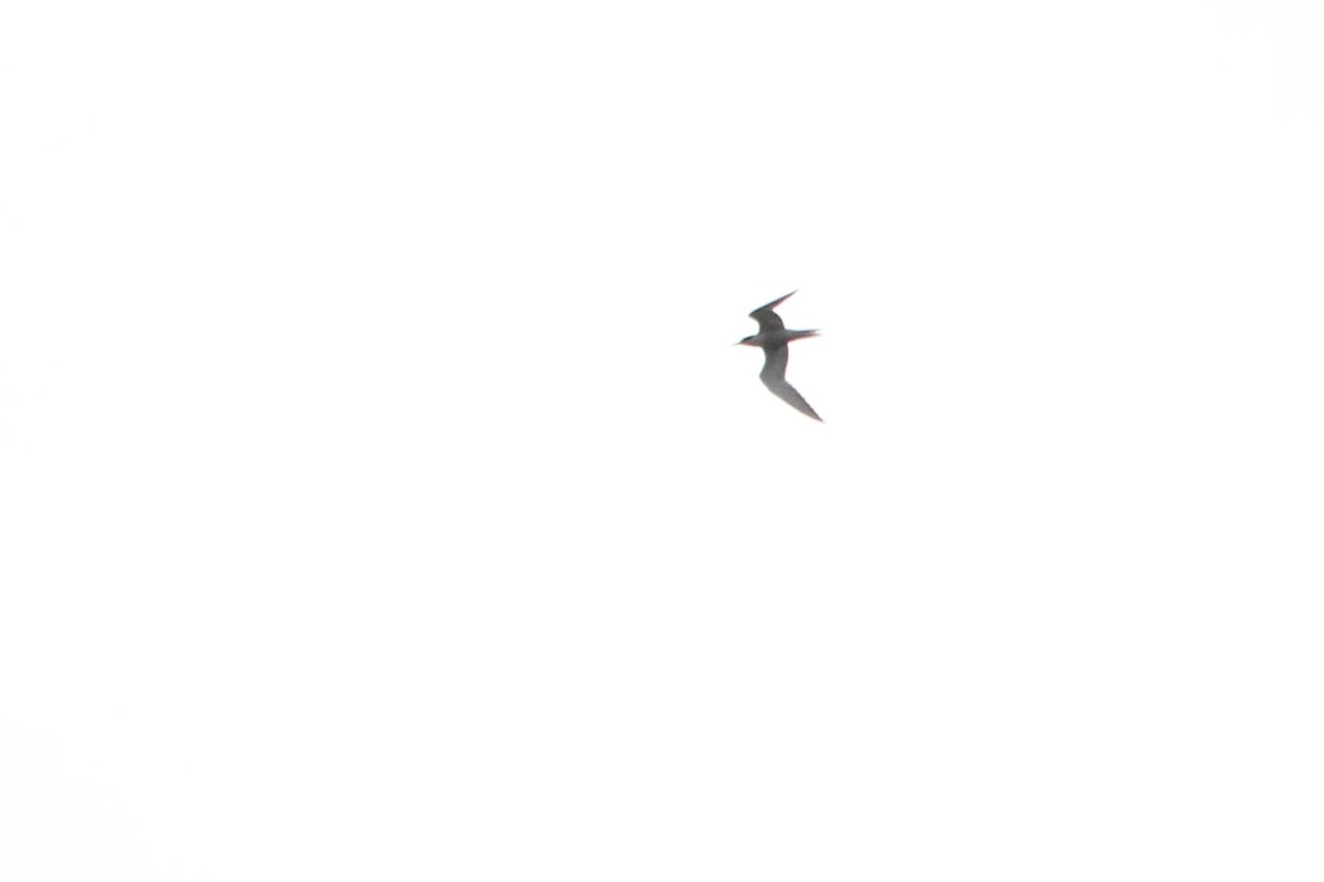 Common Tern - ML628008972