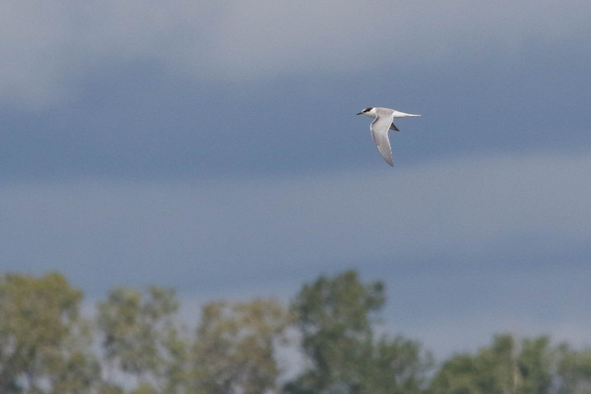 Common Tern - ML628008973