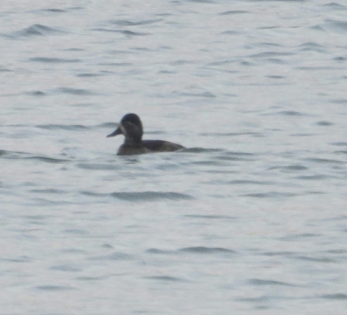 Ring-necked Duck - ML628008992