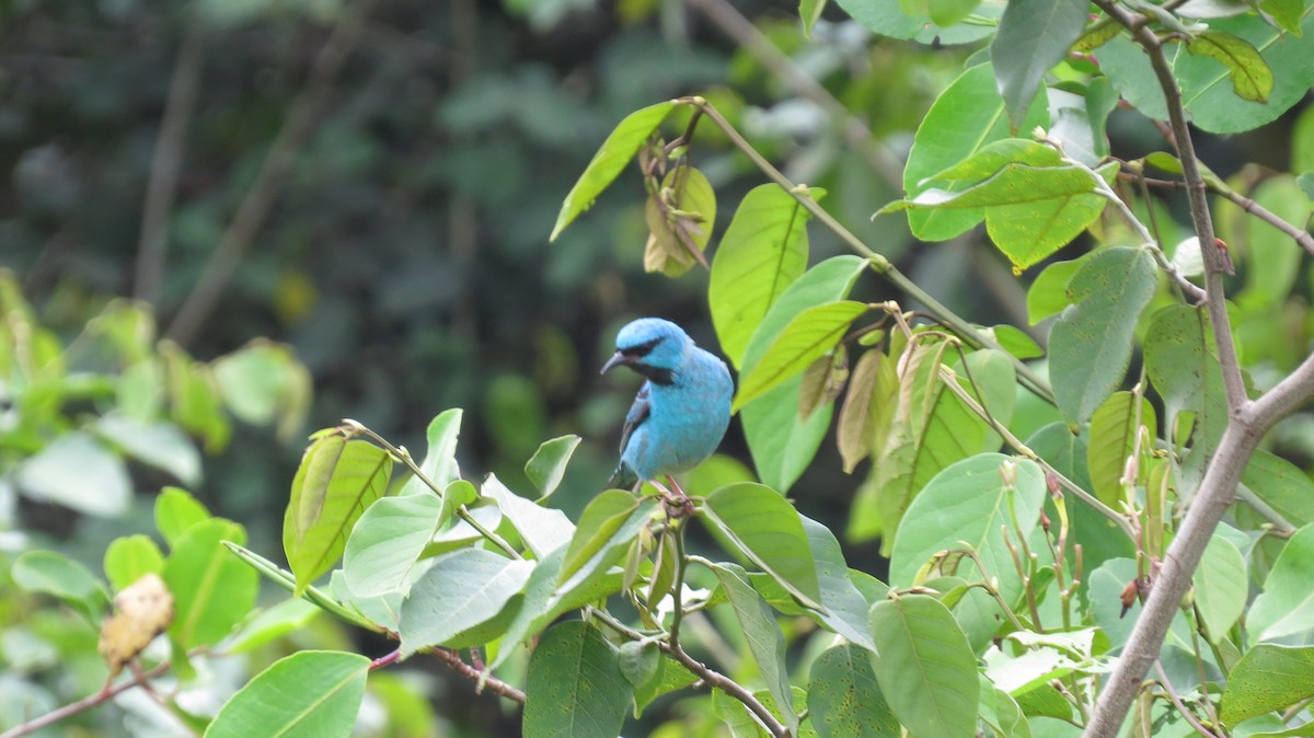 Blue Dacnis - ML628008997