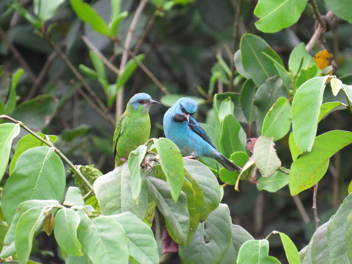 Blue Dacnis - ML628008998