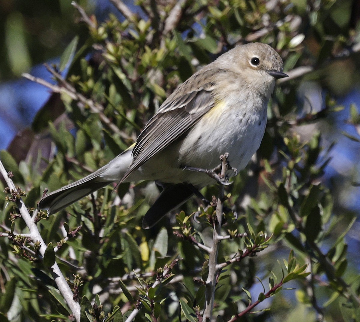 Yellow-rumped Warbler (Myrtle) - ML628009036