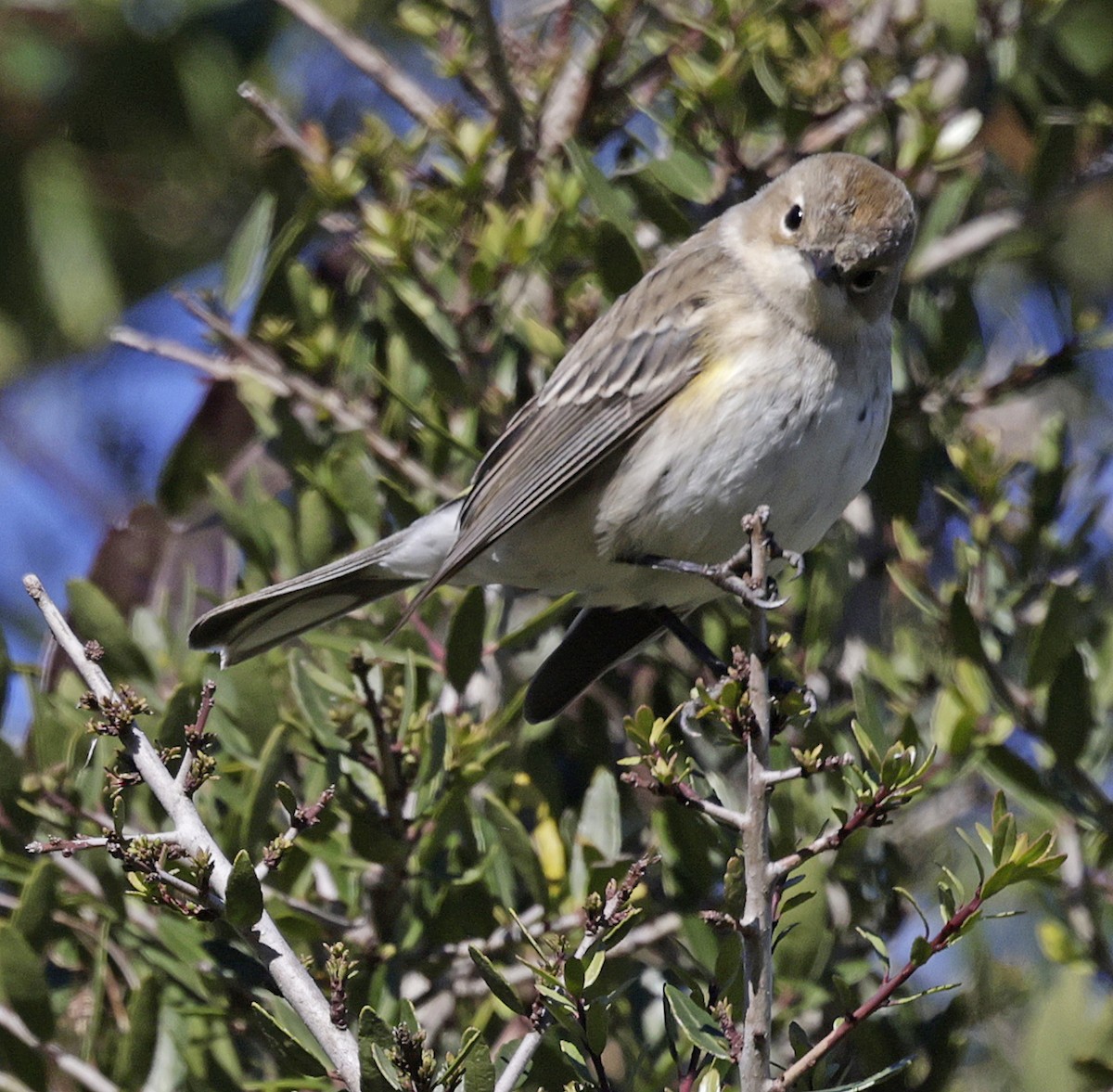 Yellow-rumped Warbler (Myrtle) - ML628009037