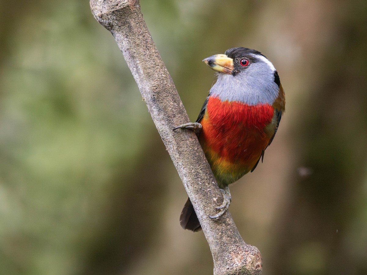 Toucan Barbet - ML628009048