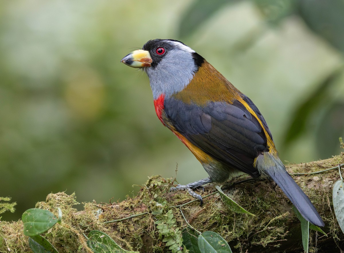 Toucan Barbet - ML628009049