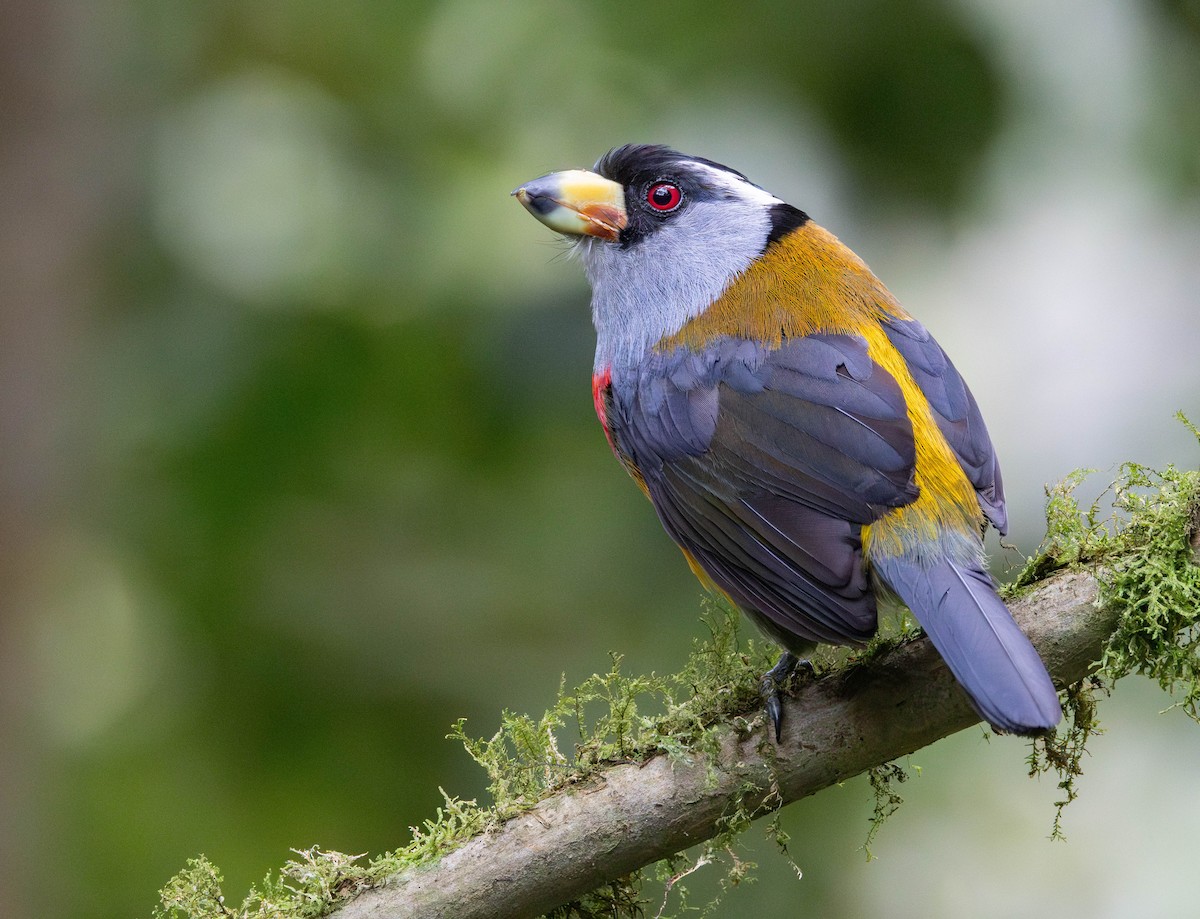 Toucan Barbet - ML628009050