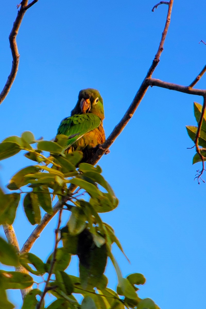 Olive-throated Parakeet (Aztec) - ML628009099