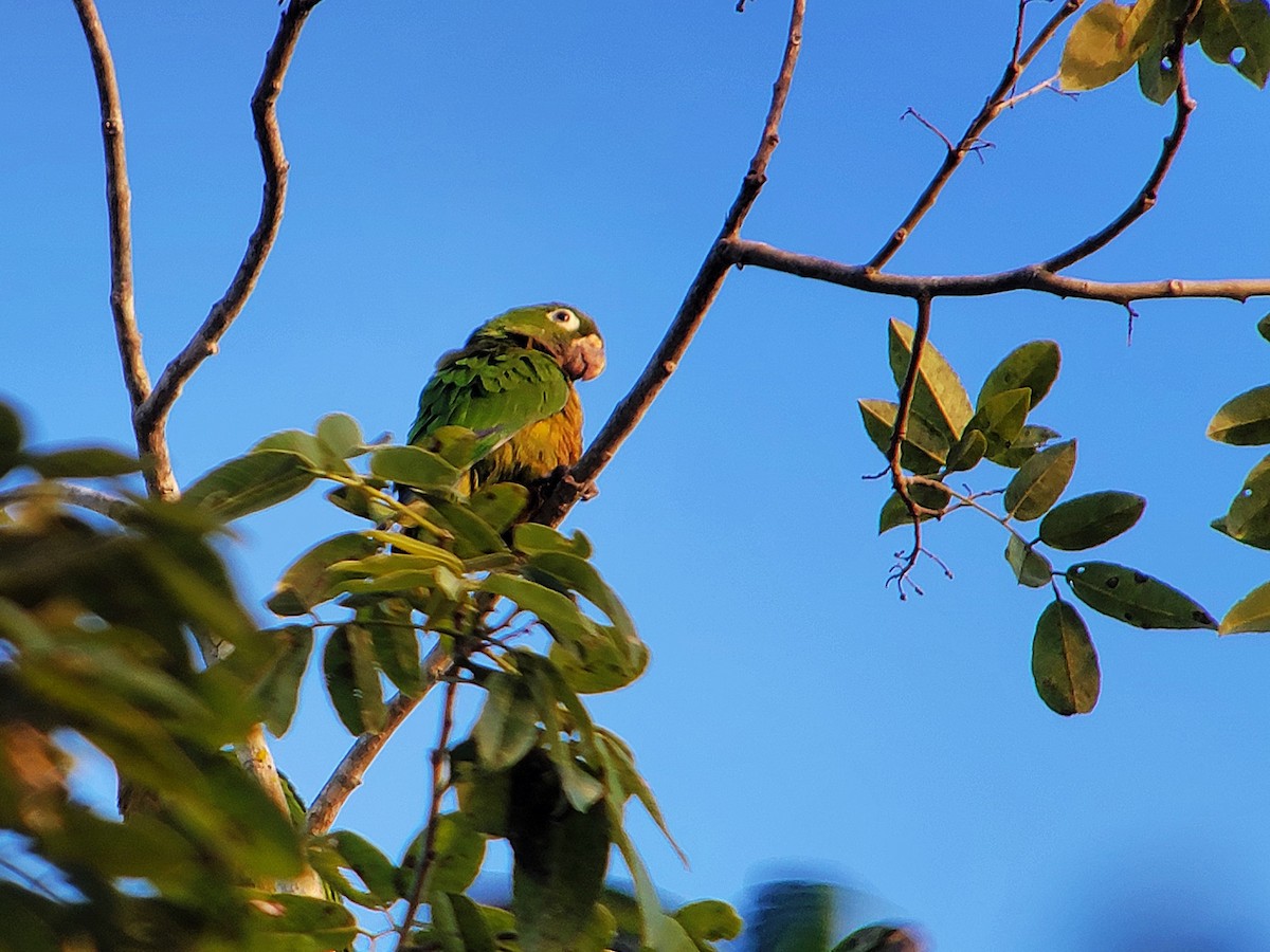 Olive-throated Parakeet (Aztec) - ML628009100