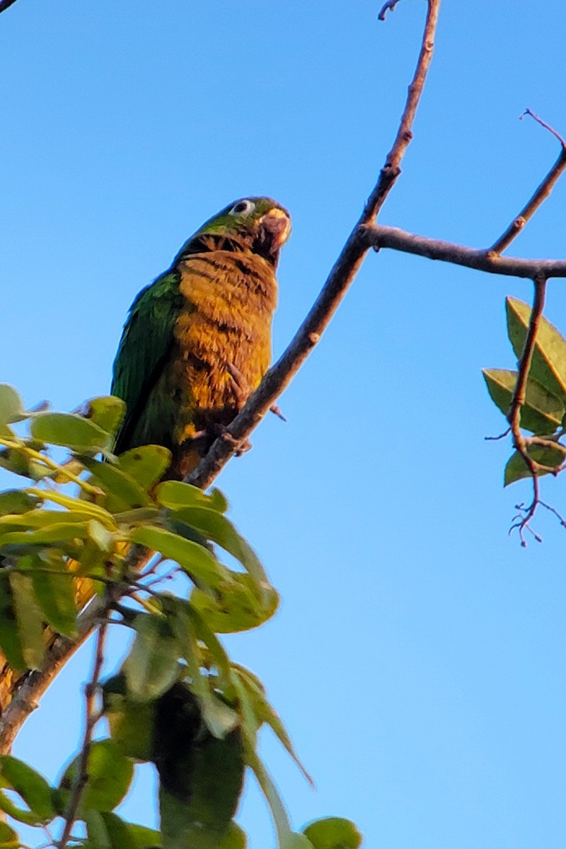 Olive-throated Parakeet (Aztec) - ML628009101