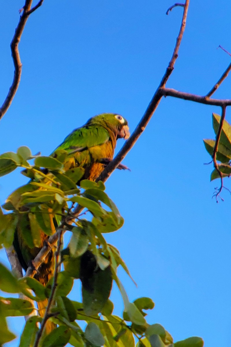 Olive-throated Parakeet (Aztec) - ML628009102