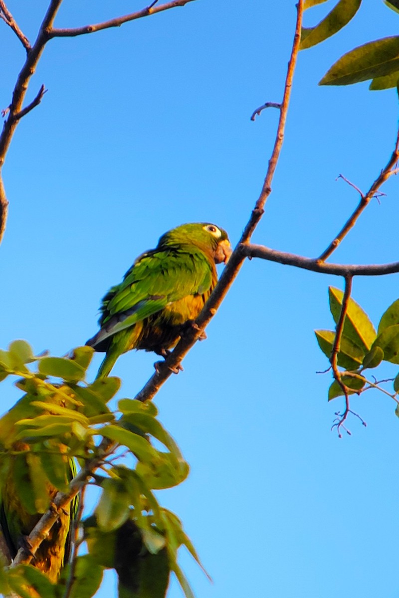 Olive-throated Parakeet (Aztec) - ML628009103