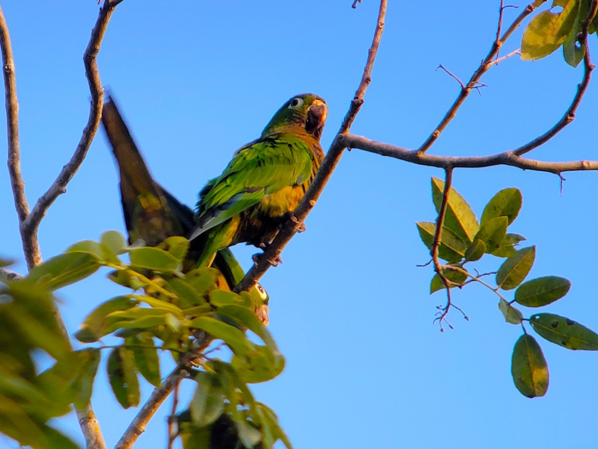 Olive-throated Parakeet (Aztec) - ML628009104