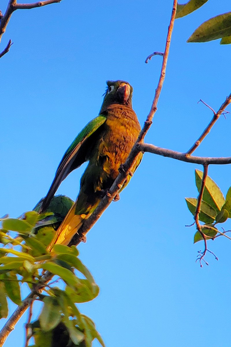 Olive-throated Parakeet (Aztec) - ML628009105