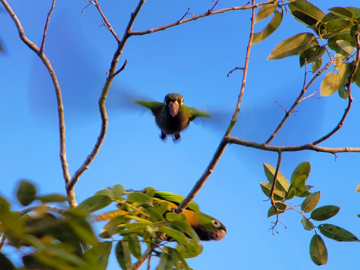 Olive-throated Parakeet (Aztec) - ML628009106