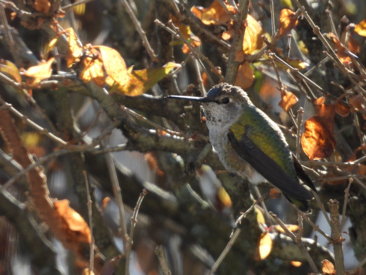 Anna's Hummingbird - ML628009148