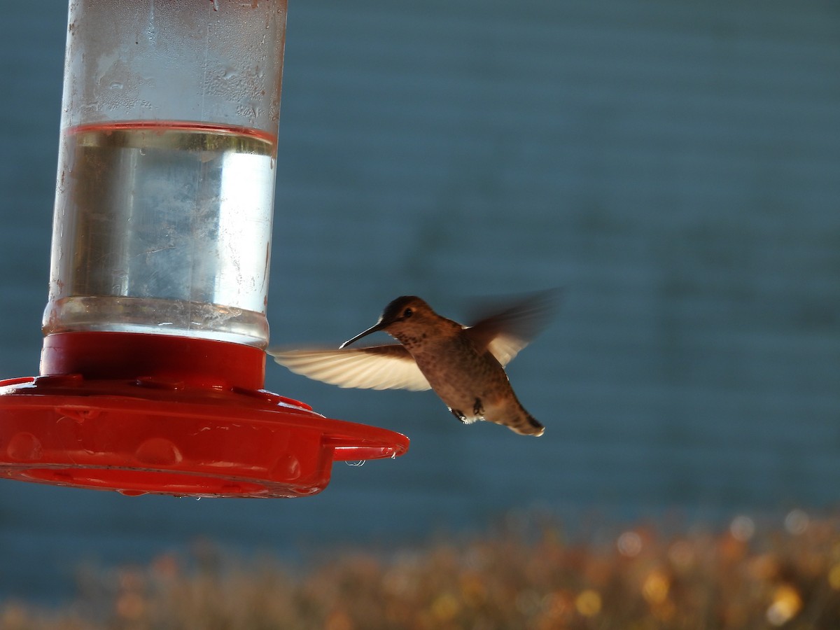 Anna's Hummingbird - ML628009151