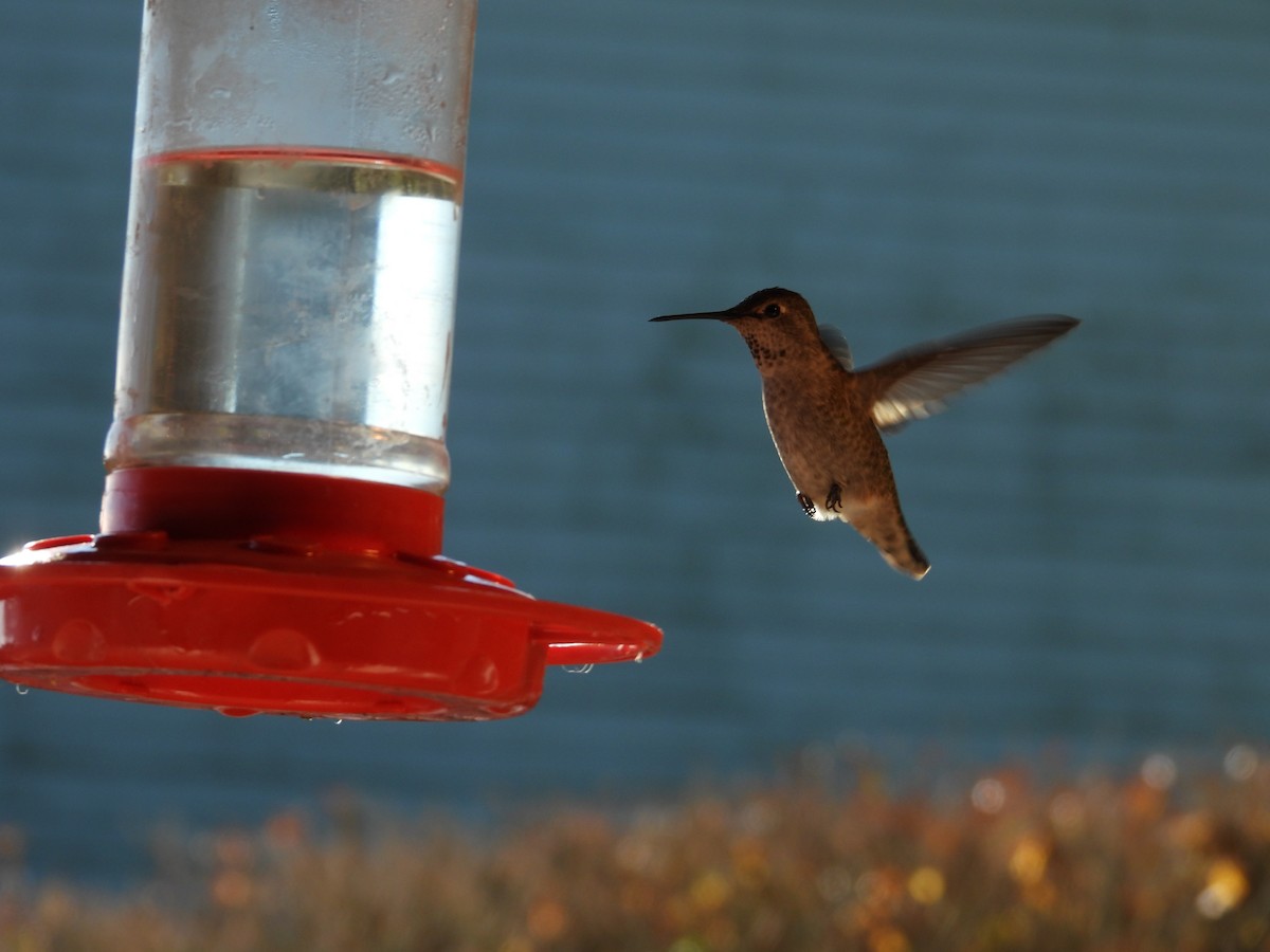 Anna's Hummingbird - ML628009152
