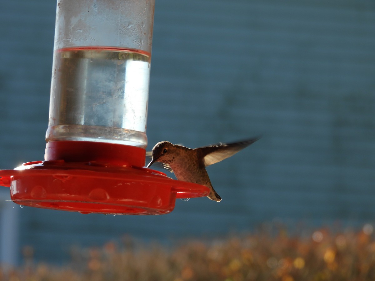 Anna's Hummingbird - ML628009155