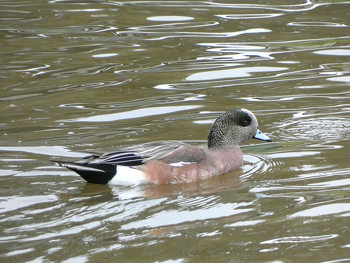 American Wigeon - ML628009157