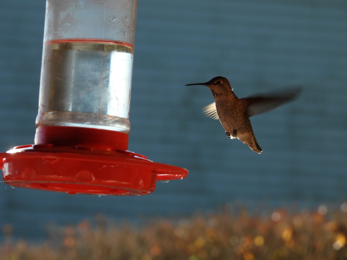 Anna's Hummingbird - ML628009158