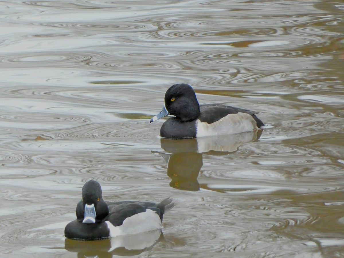 Ring-necked Duck - ML628009163