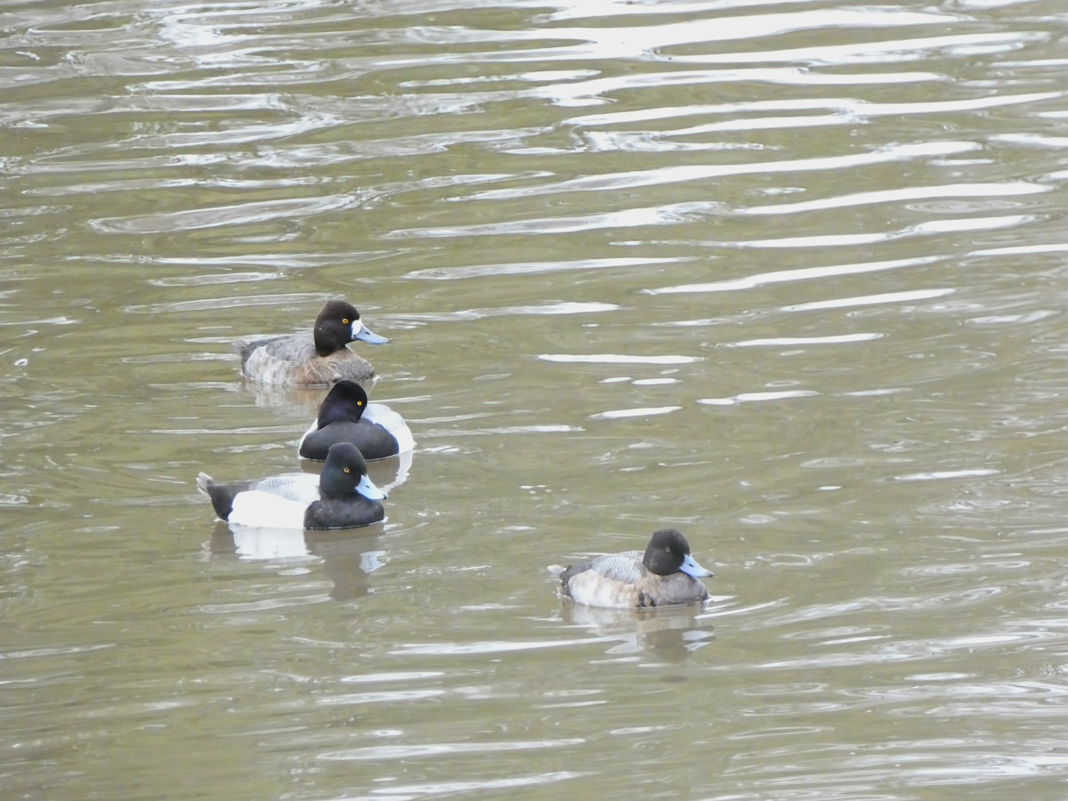 Lesser Scaup - ML628009171