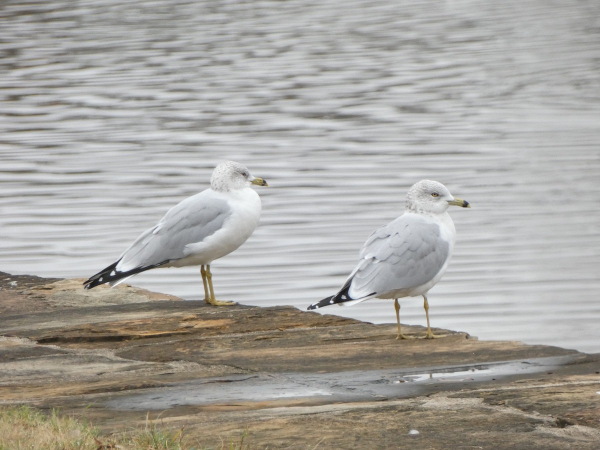 Ring-billed Gull - ML628009175