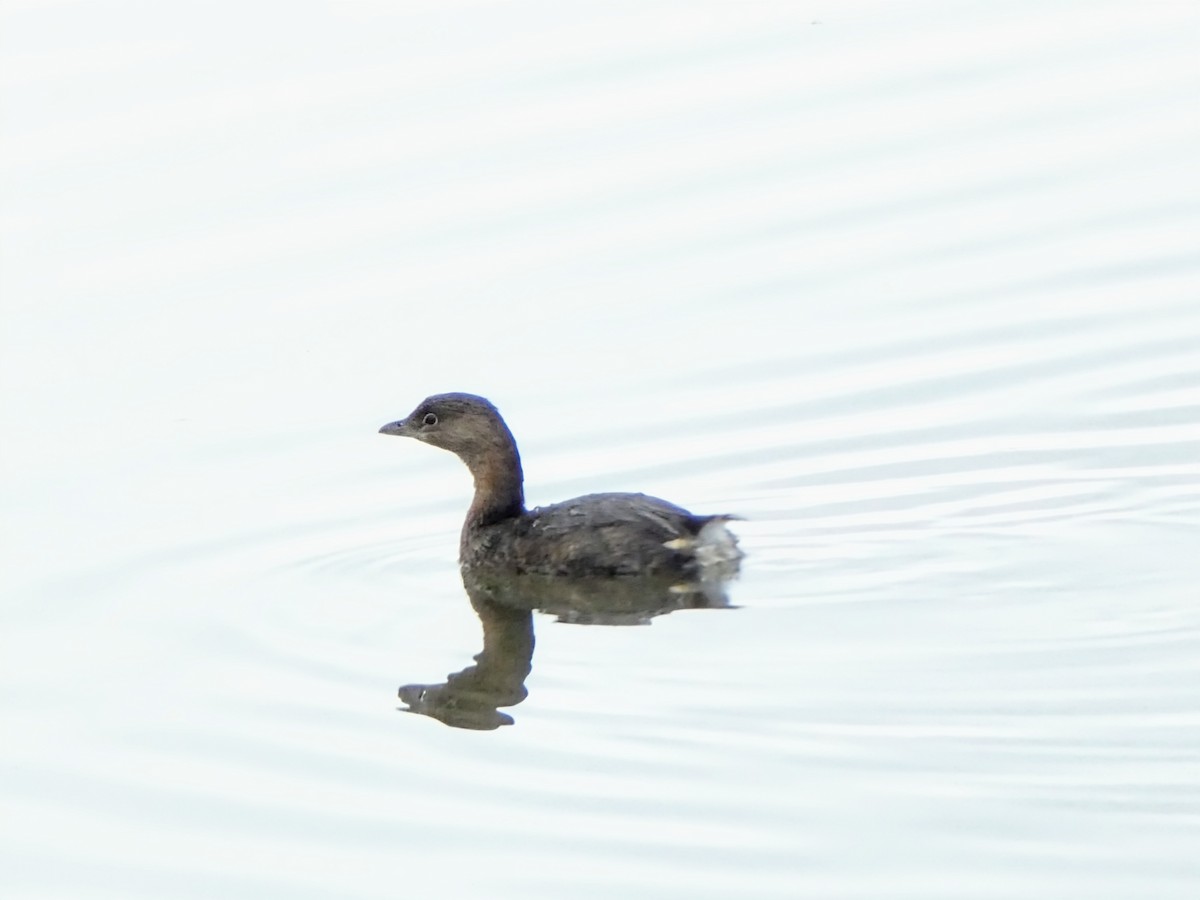 Pied-billed Grebe - ML628009179