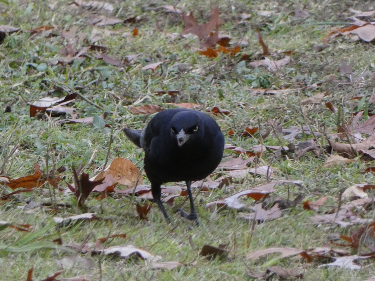 Great-tailed Grackle - ML628009186