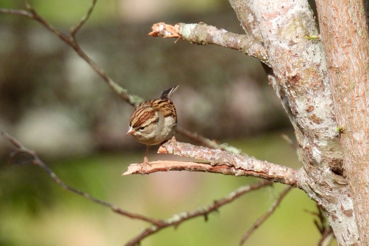 Chipping Sparrow - ML628009210