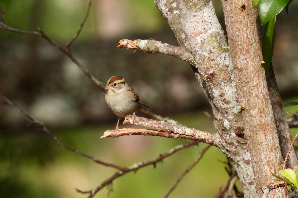 Chipping Sparrow - ML628009211