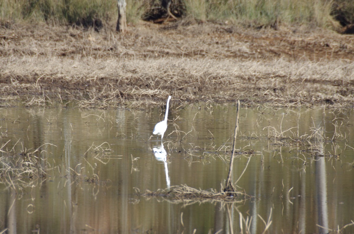 Цасч дэглий - ML628009252