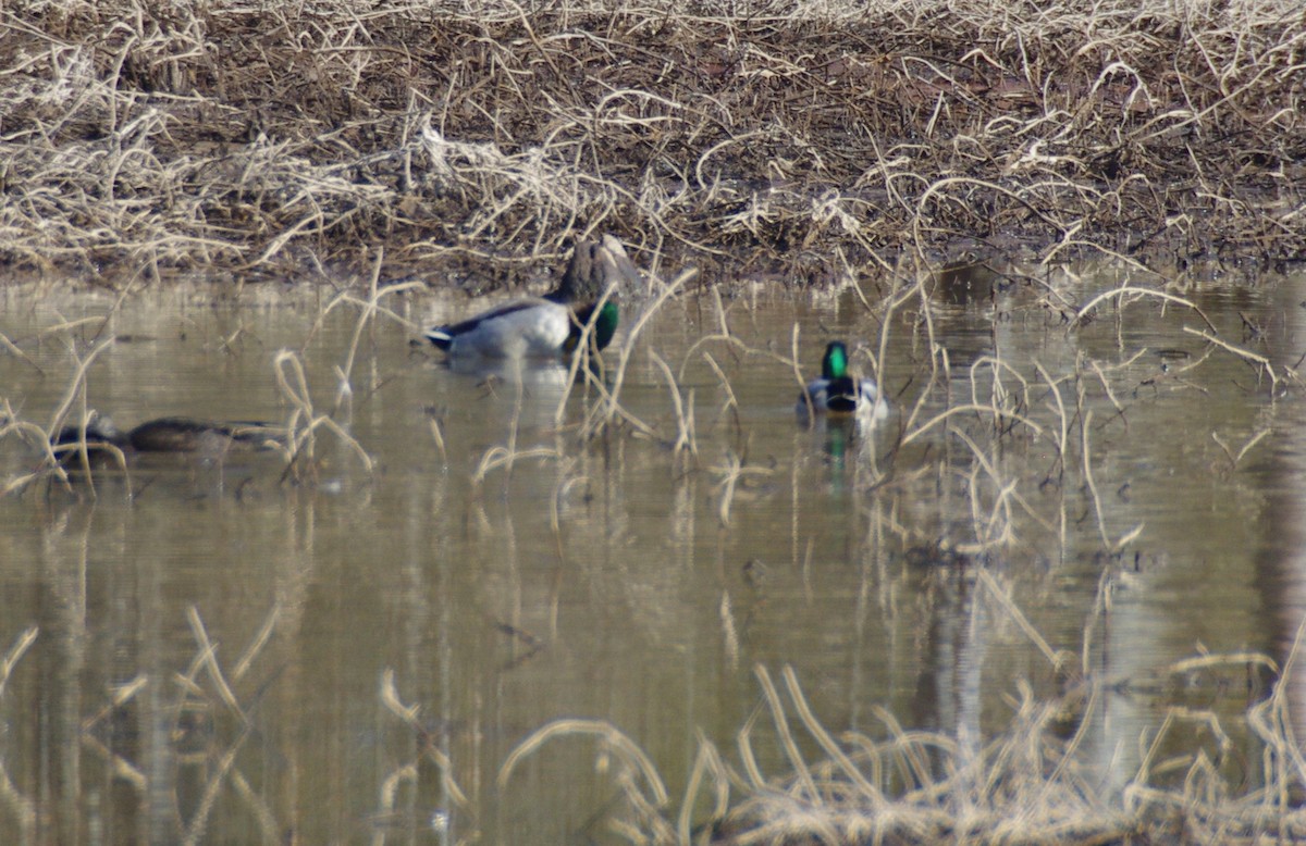 Зэрлэг нугас - ML628009288