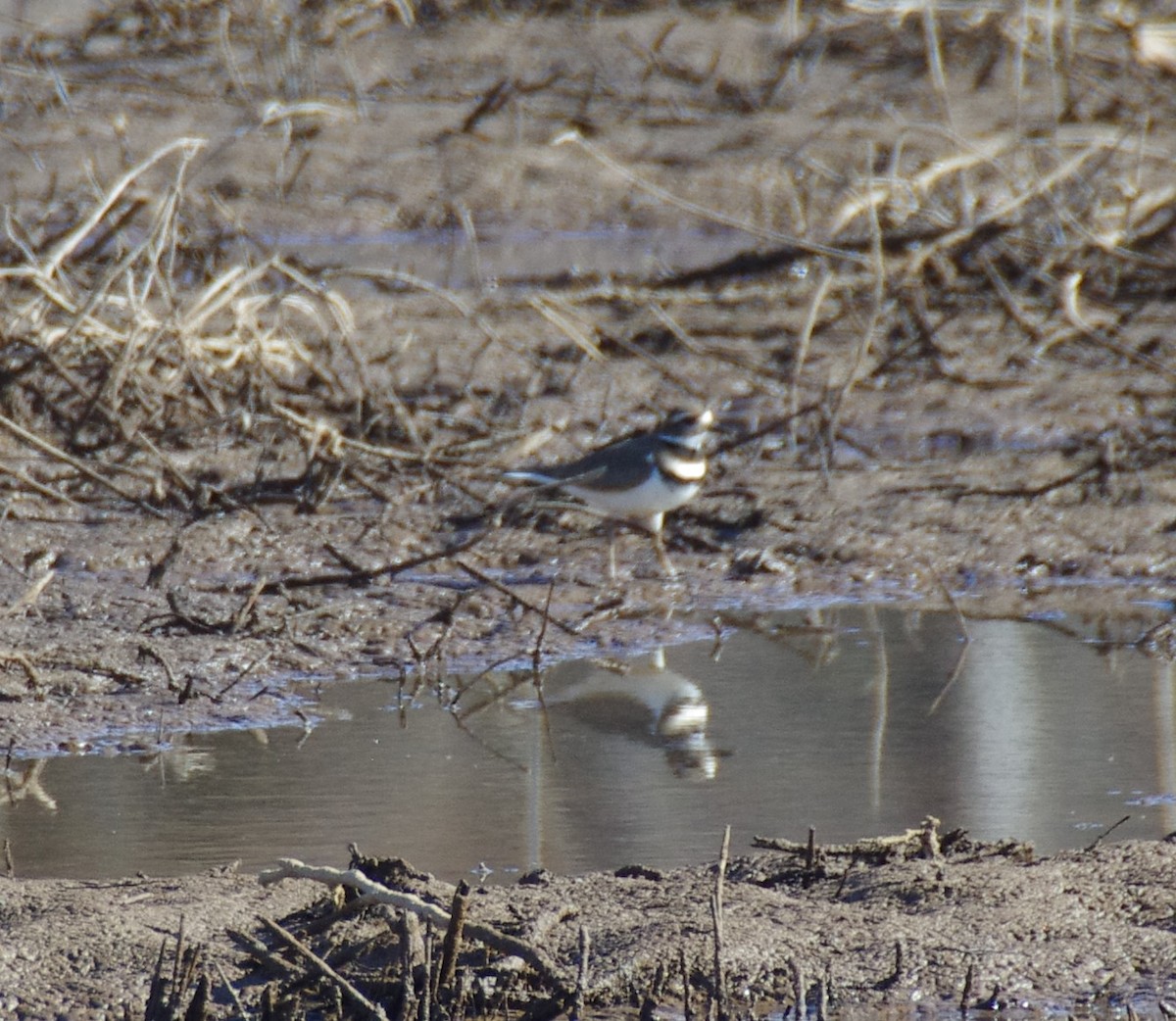 Killdeer - ML628009334