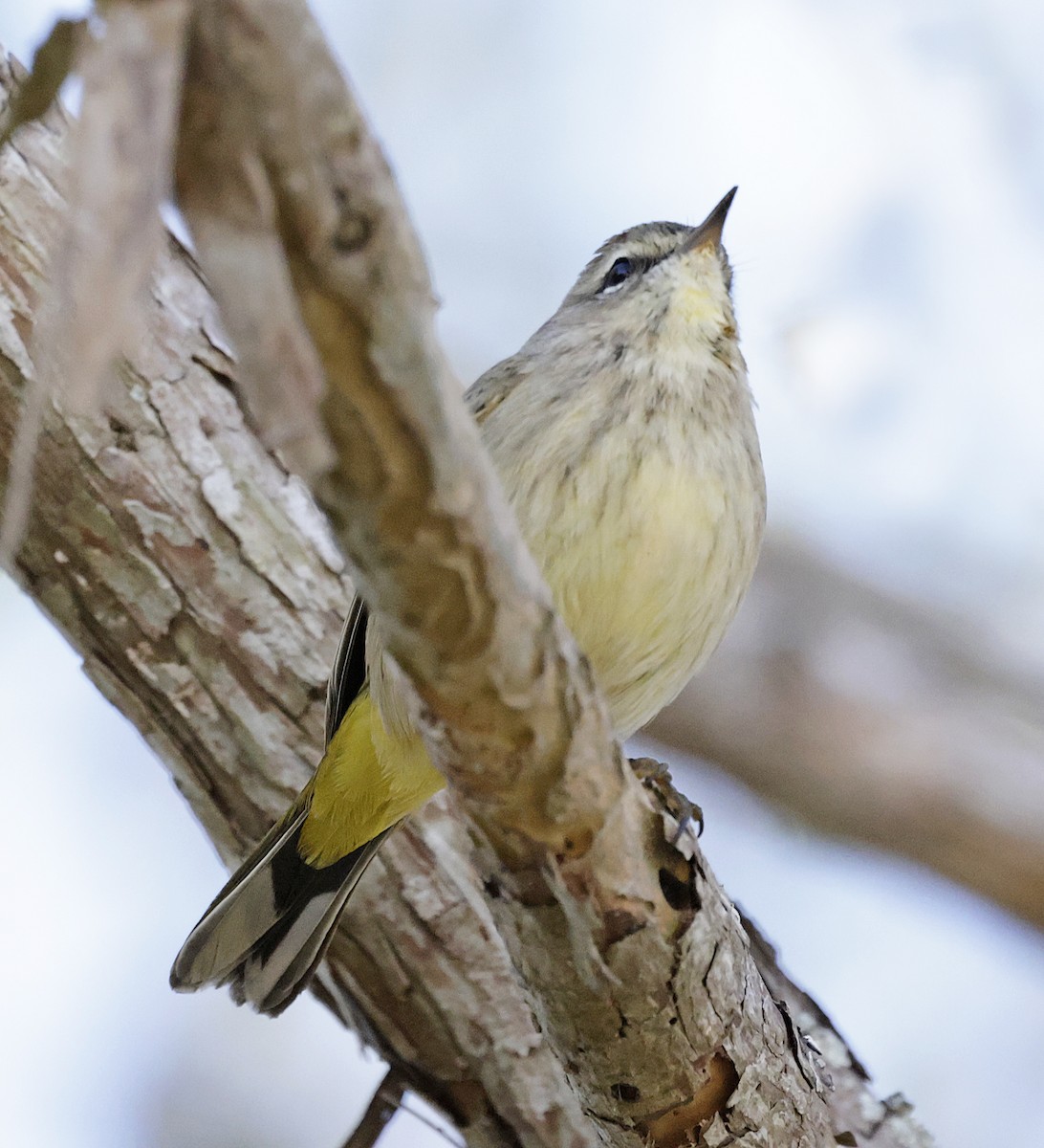 Palm Warbler (Western) - ML628009339