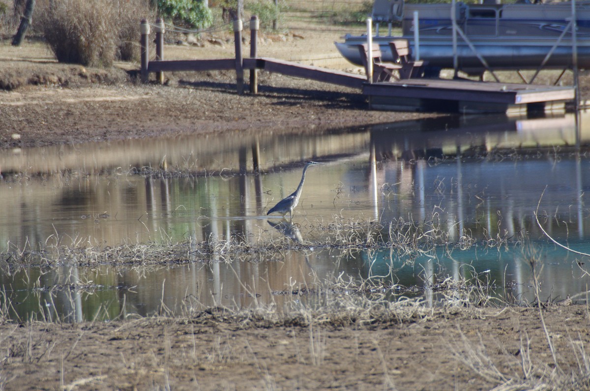 Great Blue Heron - ML628009346